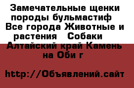 Замечательные щенки породы бульмастиф - Все города Животные и растения » Собаки   . Алтайский край,Камень-на-Оби г.